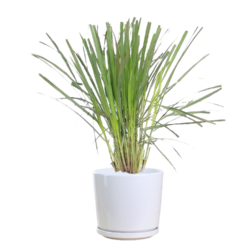 Lemon Grass
